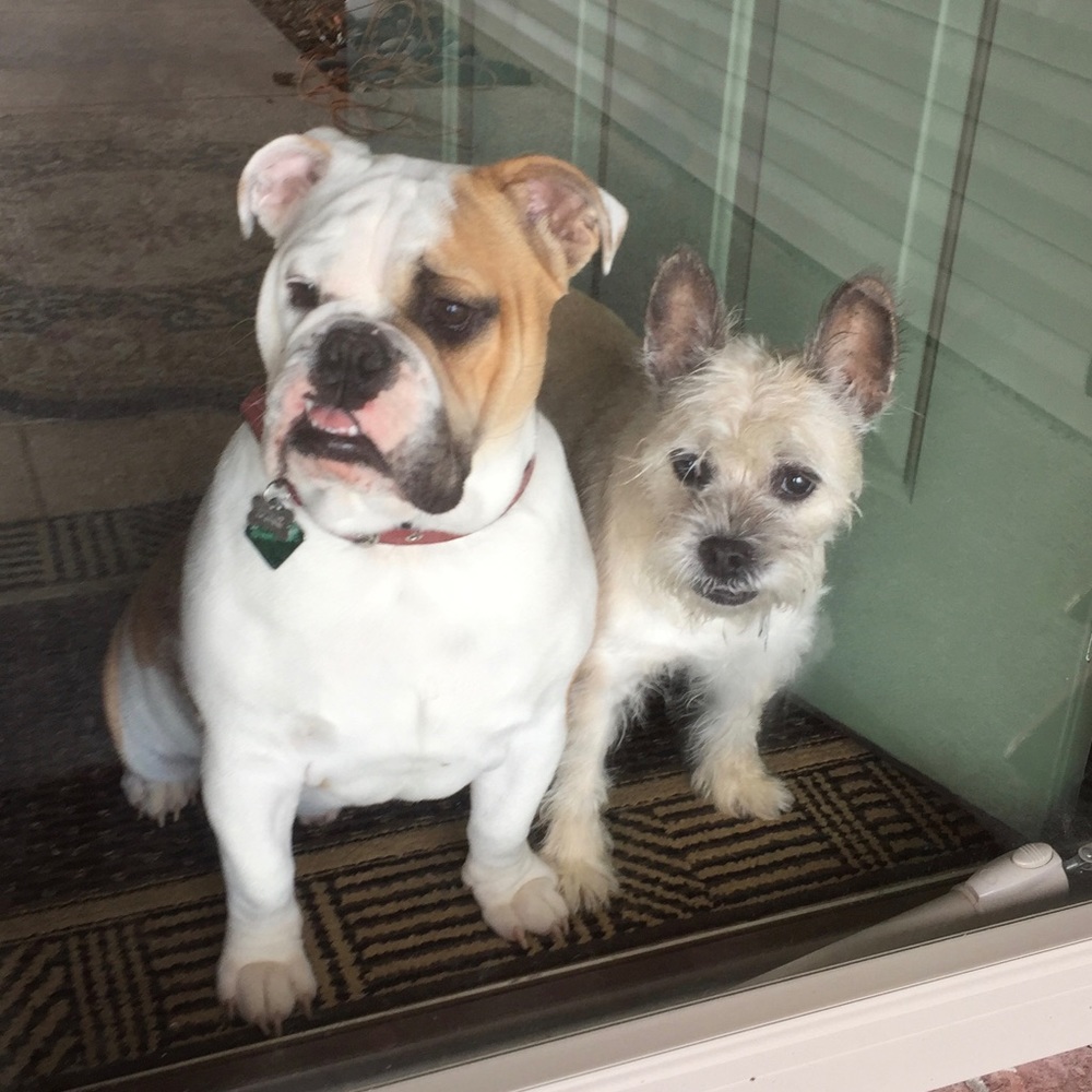 Fur babies